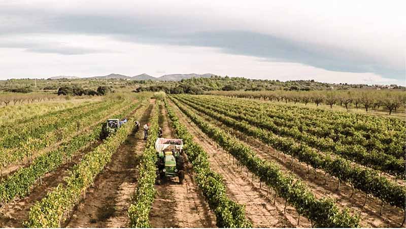 Bodega de vino en Vilafamés magnanimvs.com